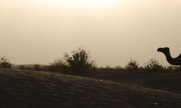 camel-sunset