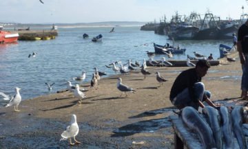 essaouira-port