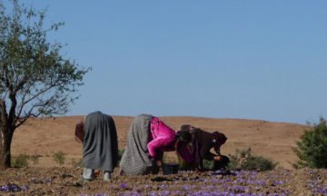 safran-harvest-in-sirwa